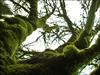 Thumbnail of Photo Number 28
